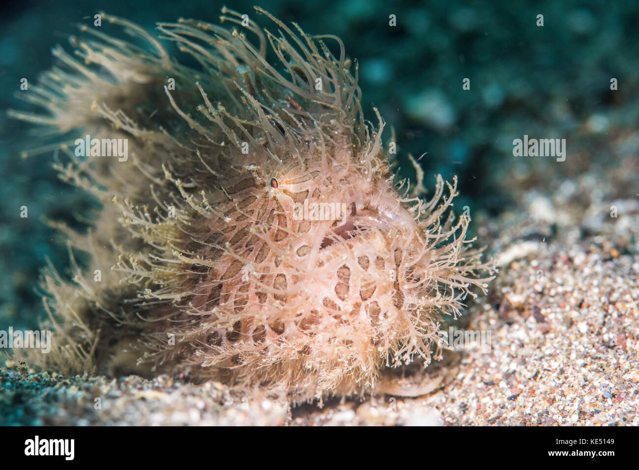 A Frogfish (Antennarius sp.) is fishing with its illicium. When a prey is  attrached the fish opens its mouth and such in the victime within a fractio  Stock Photo - Alamy