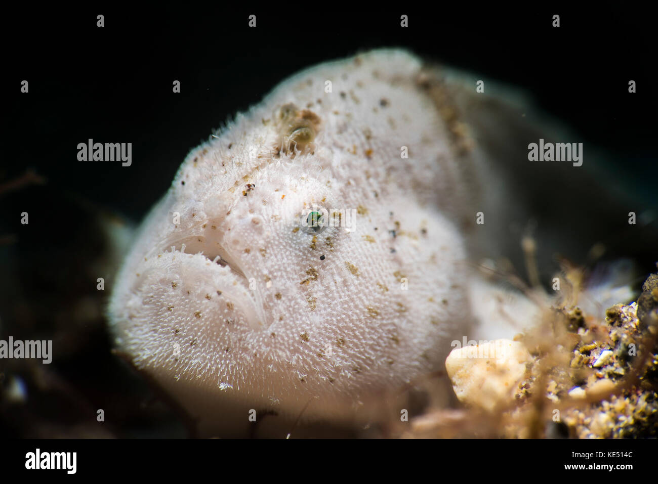 A tiny white hairy frogfish, Anilao, Philippines. Stock Photo