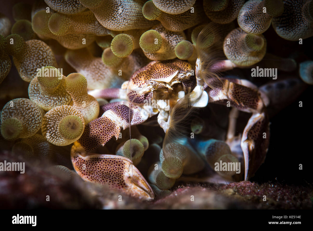 A porcelain crab catching tiny food particles with it's feather-like appendages. Stock Photo