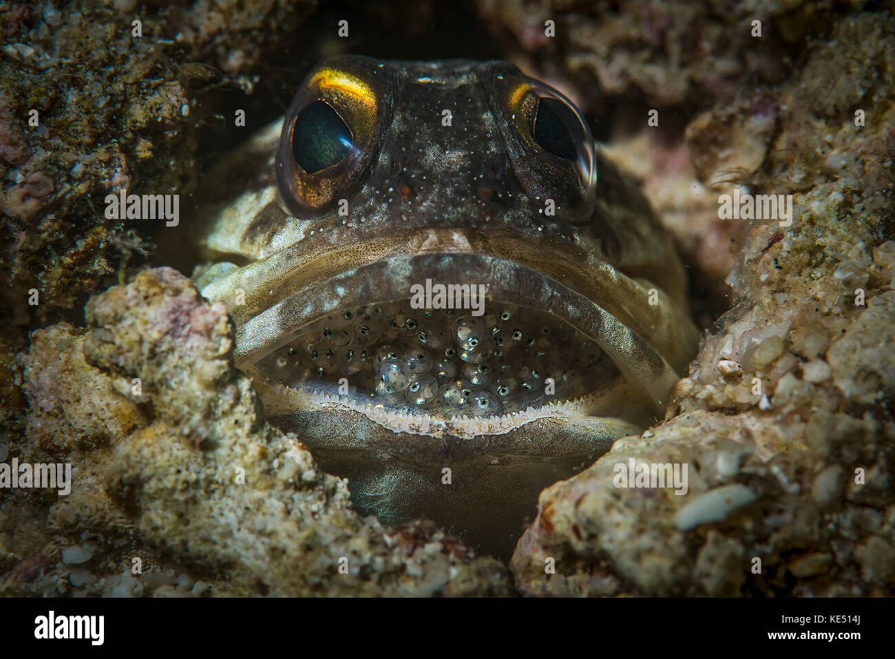 A jawfish broods eggs in its mouth until they hatch. Stock Photo