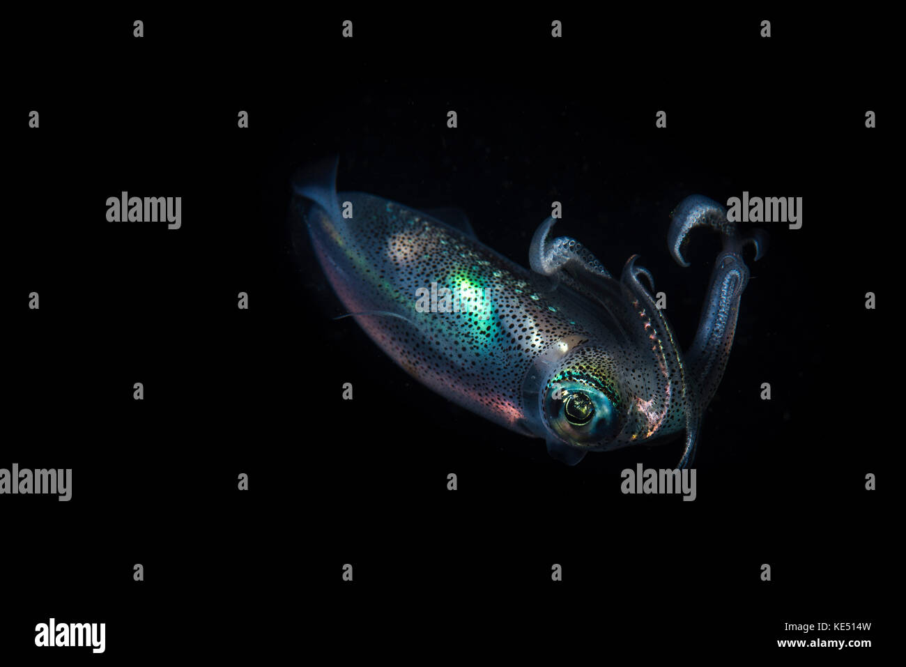A reef squid hovers above the sandy bottom of the ocean. Stock Photo