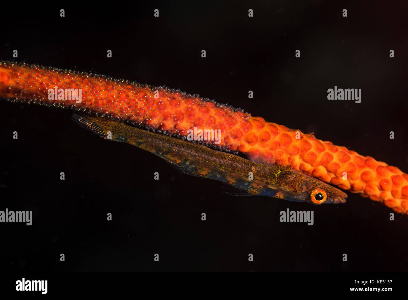 A whip coral goby lays its eggs on the whip coral where it lives. Stock Photo