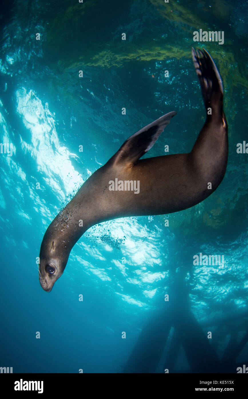 A young sea lion plays under an oil rig platform, Southern California. Stock Photo