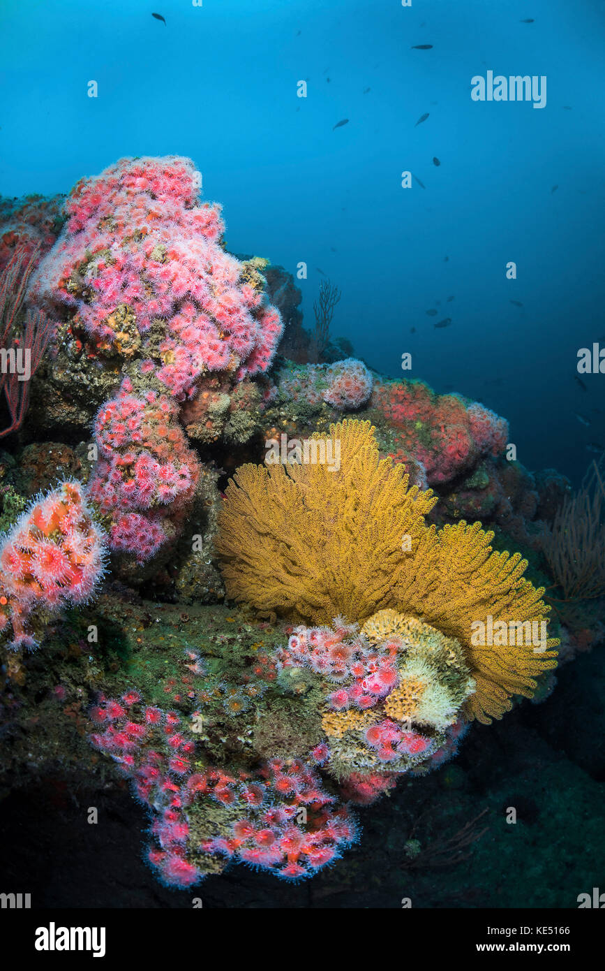 Cup corals and gorgonian sea fans cover this reef in Palos Verdes, California. Stock Photo