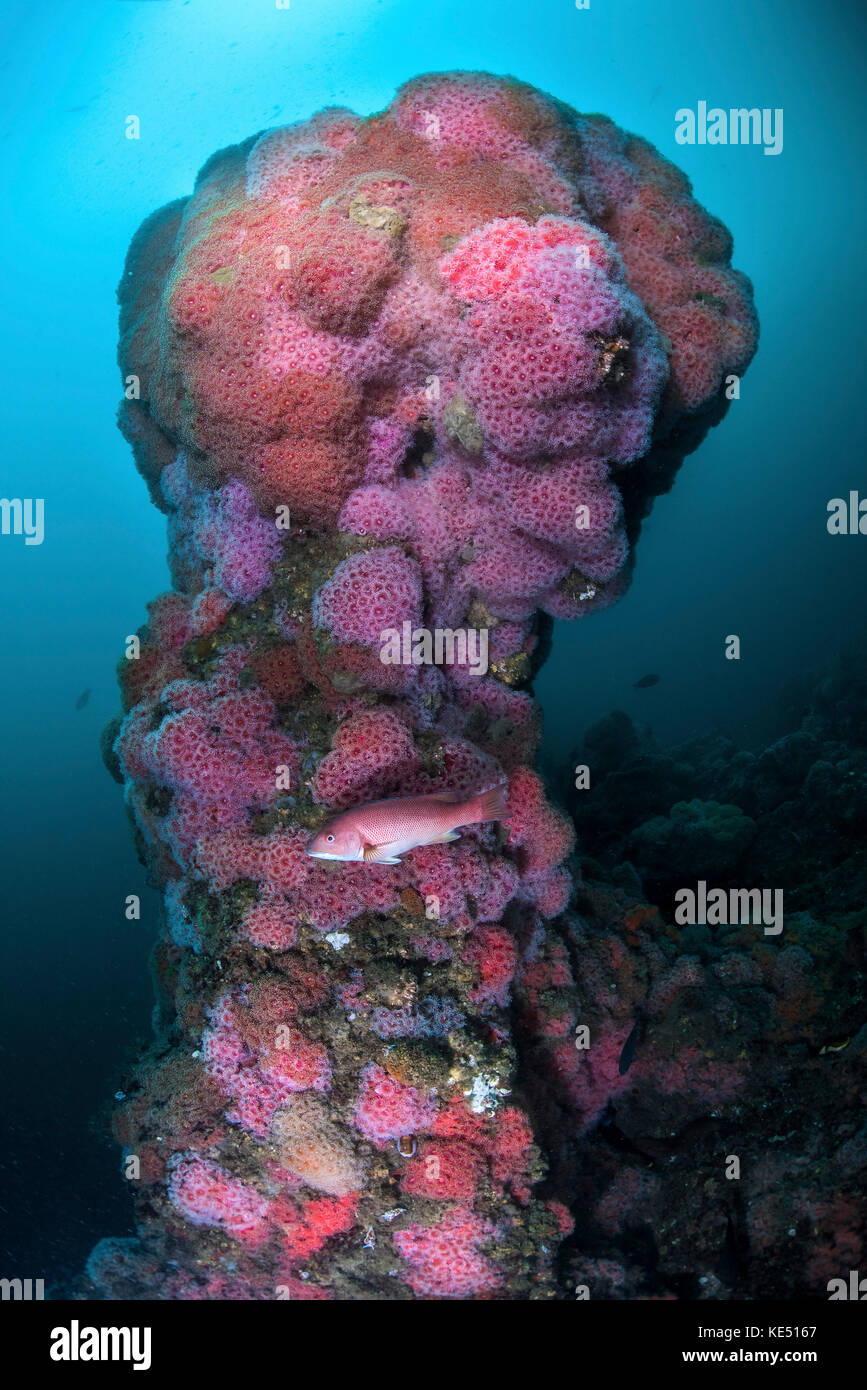 A structure on Hawthorne Reef covered with cup coral, Palos Verdes, California. Stock Photo