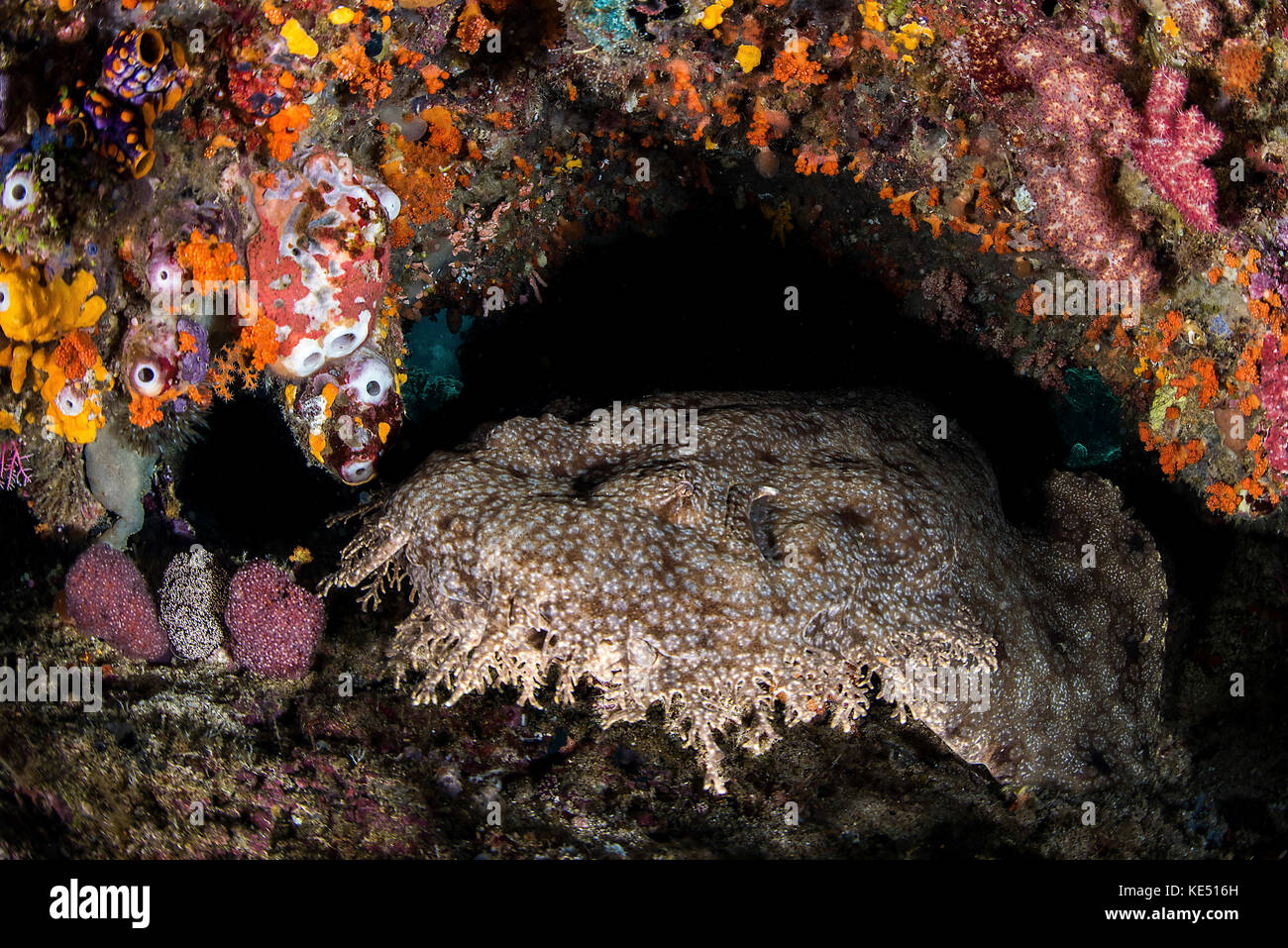 A wobbegong shark sleeps under a coral cavern. Stock Photo