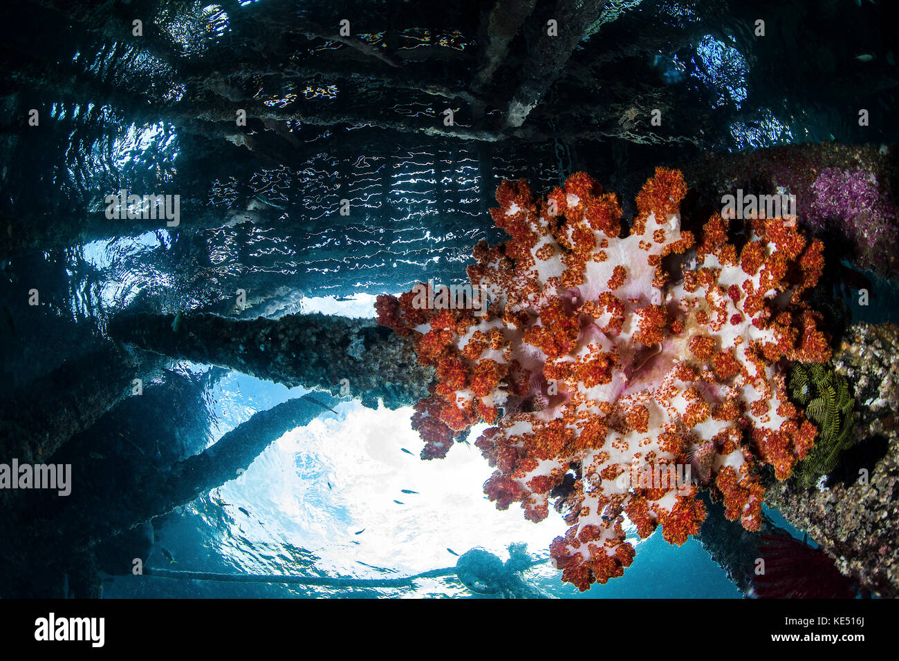 A soft coral grows under a jetty in Indonesia. Stock Photo