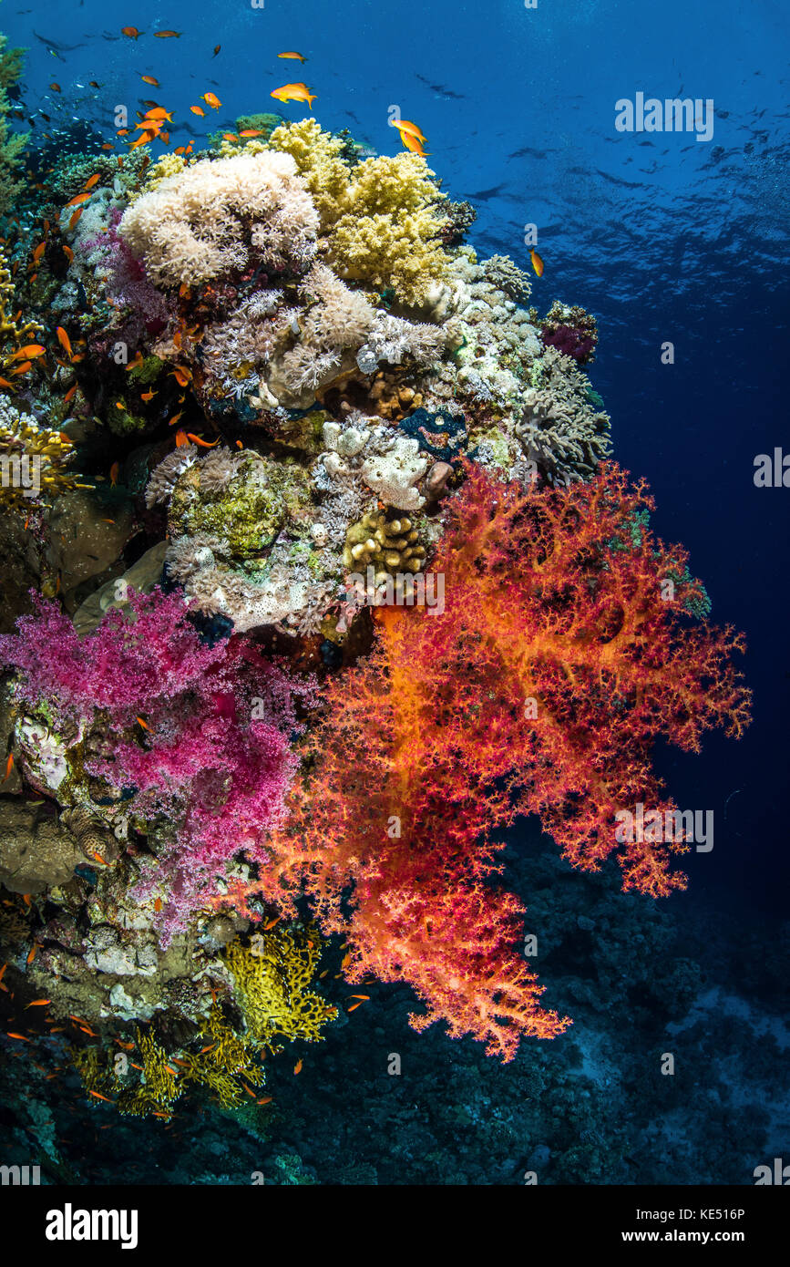 Reef scene in the Red Sea. Stock Photo