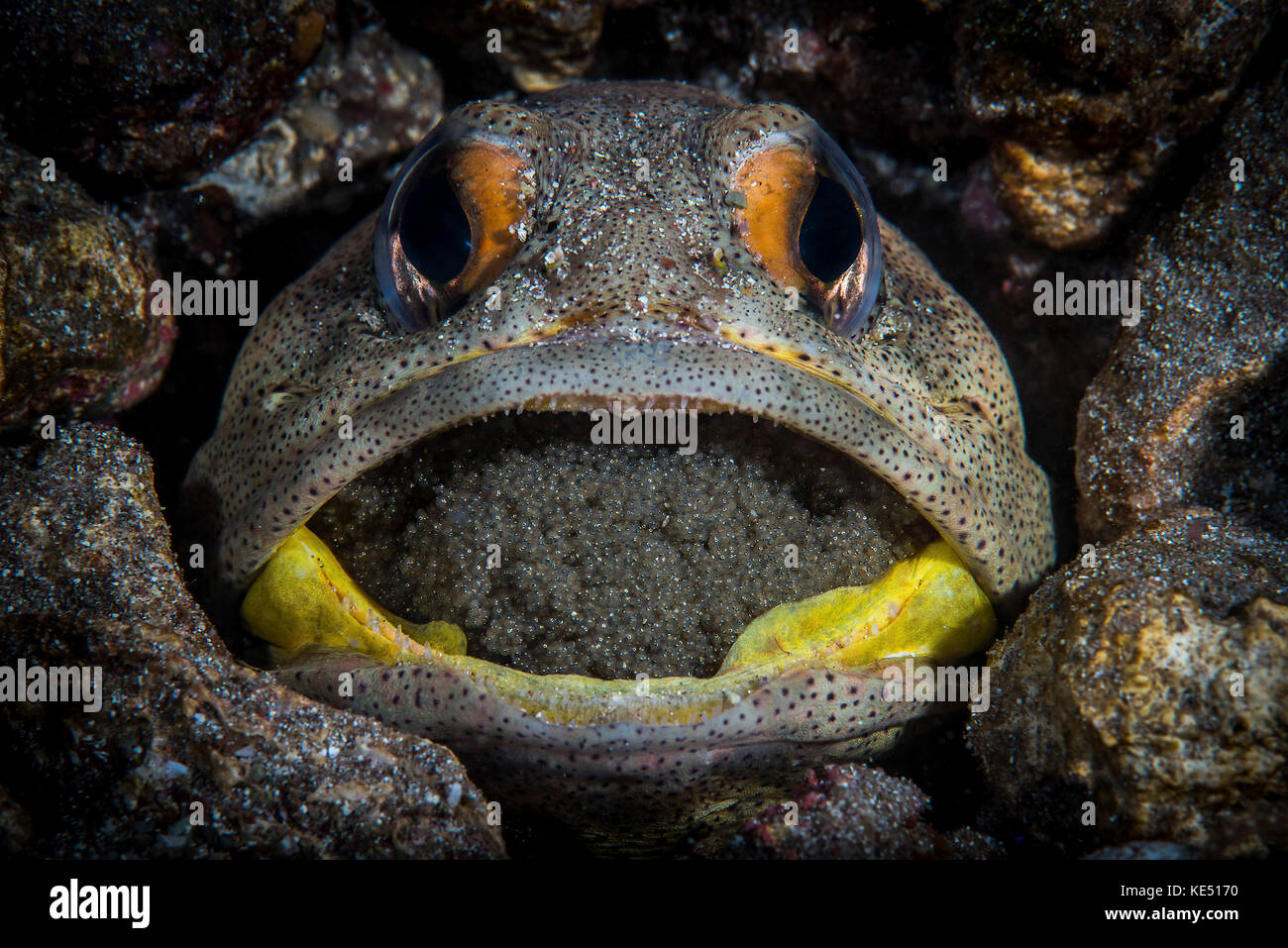 A giant jawfish brooding eggs in its mouth, Sea of Cortez, Mexico. Stock Photo