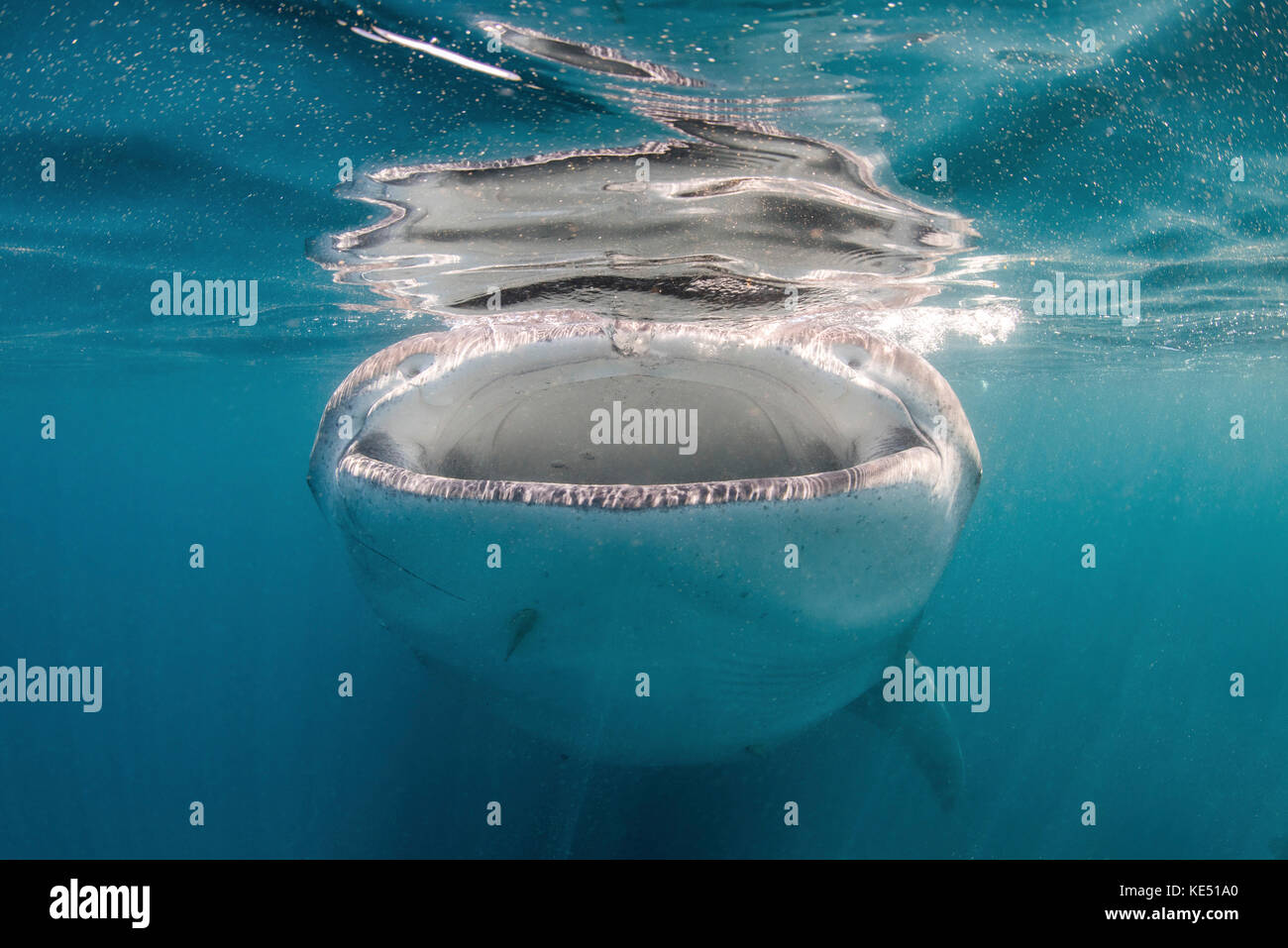 Whale shark feeding on plankton, Sea of Cortez, Mexico. Stock Photo