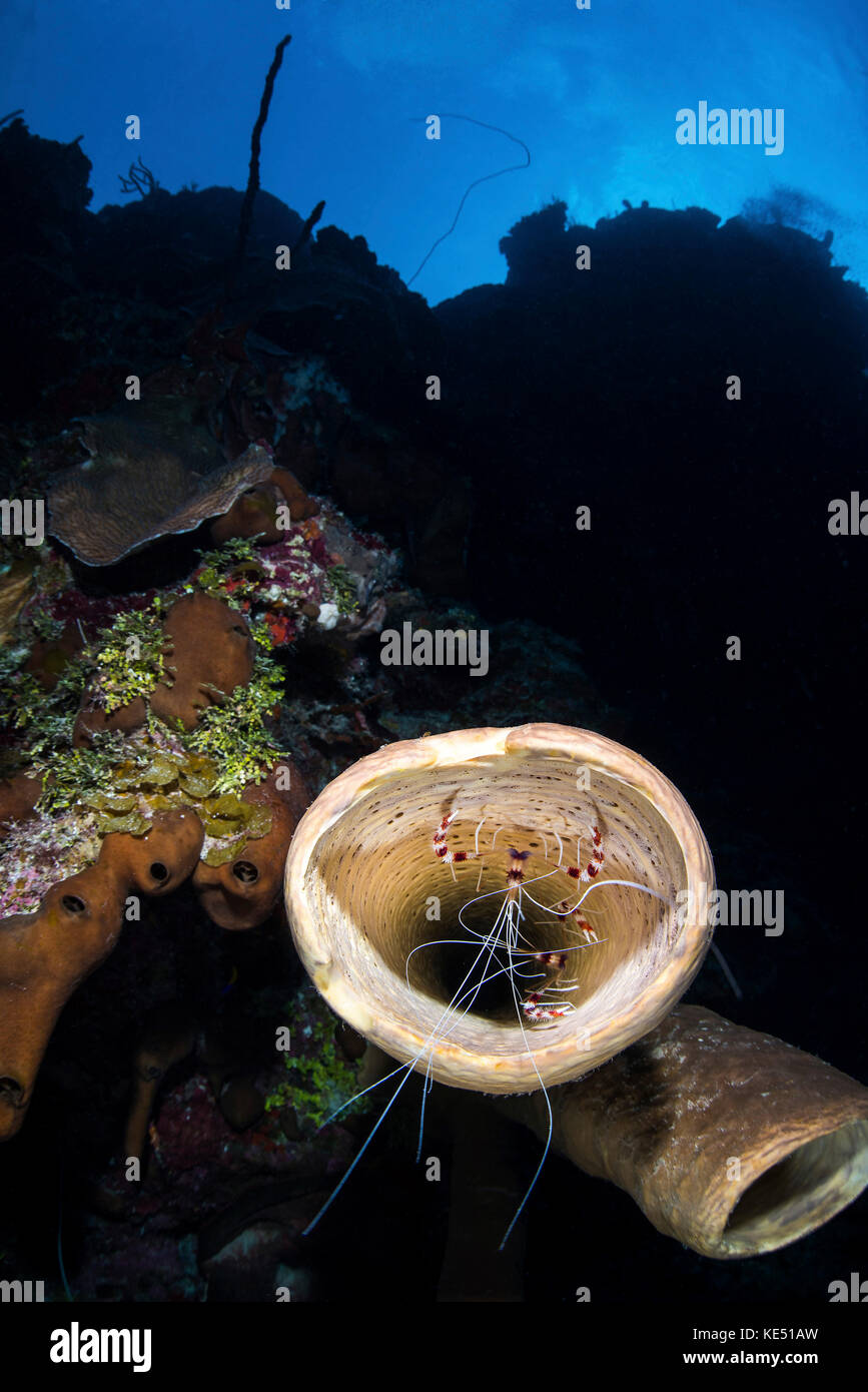 Two banded cleaner shrimp take up residence inside a tube sponge. Stock Photo