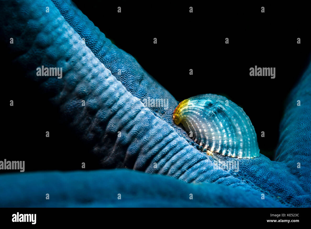 A parasitic crystalline sea star snail hosted by a blue sea star. Stock Photo
