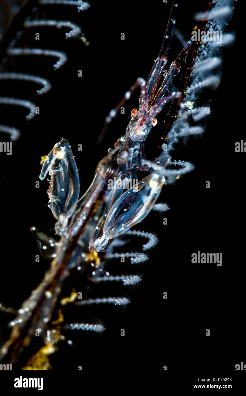 Japanese skeleton shrimp, Anilao, Philippines. Stock Photo