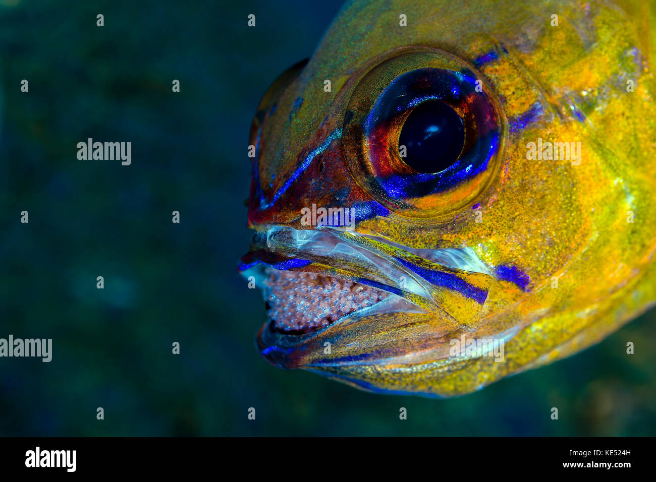 Fish With Eggs In Mouth