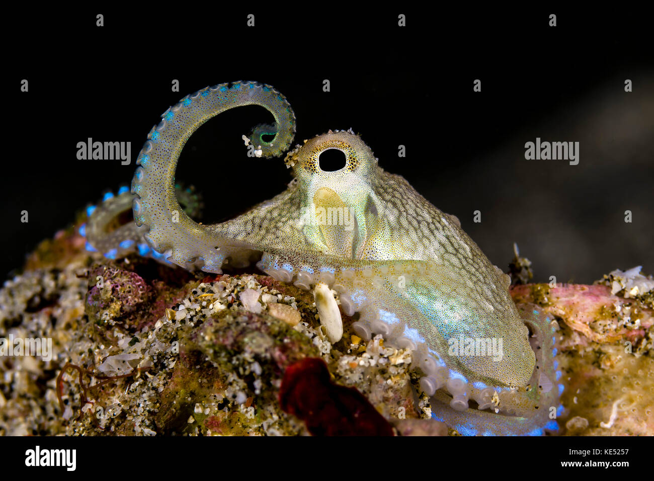 Coconut octopus, Anilao, Philippines. Stock Photo
