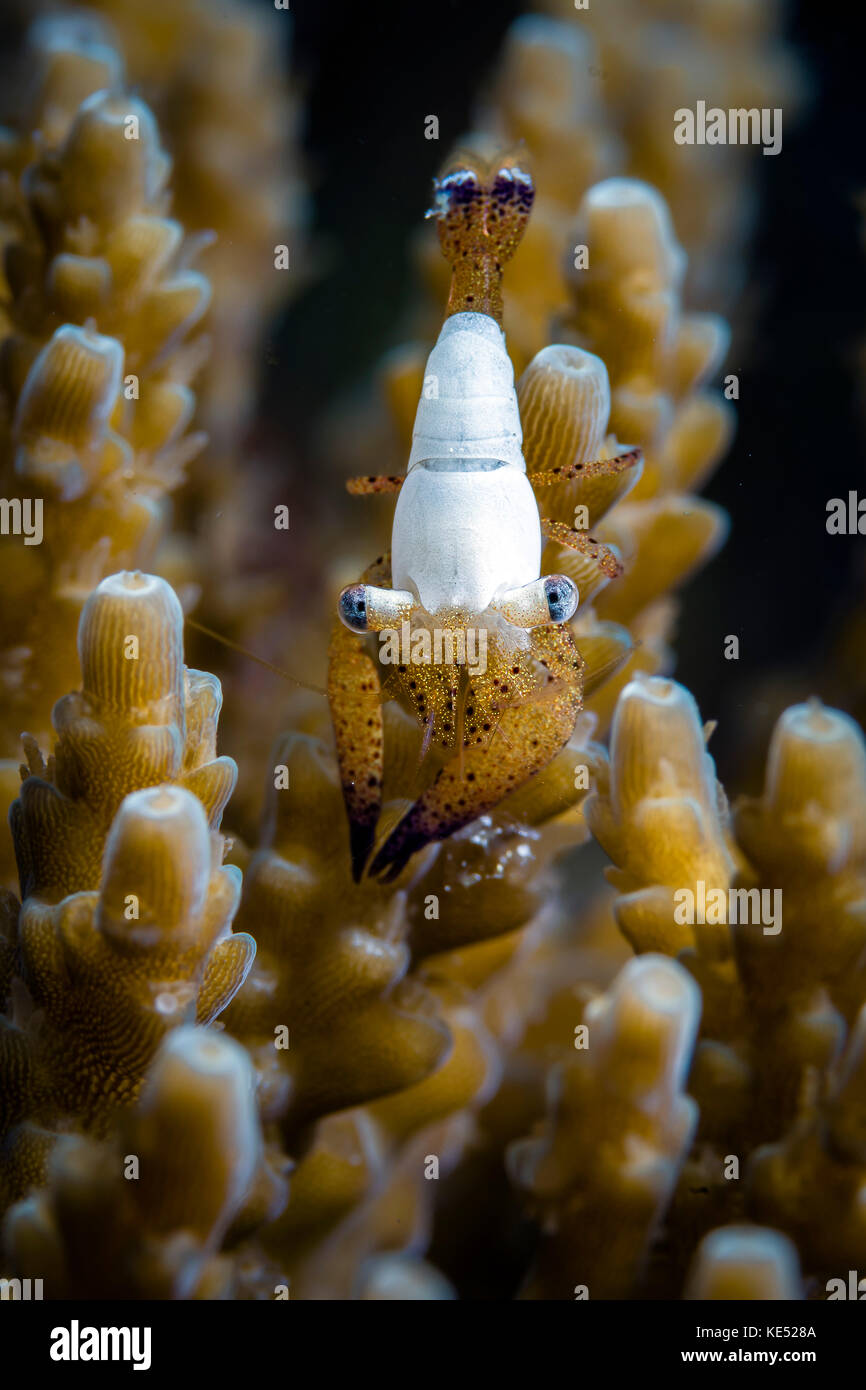 Coral shrimp, Romblon, Philippines. Stock Photo