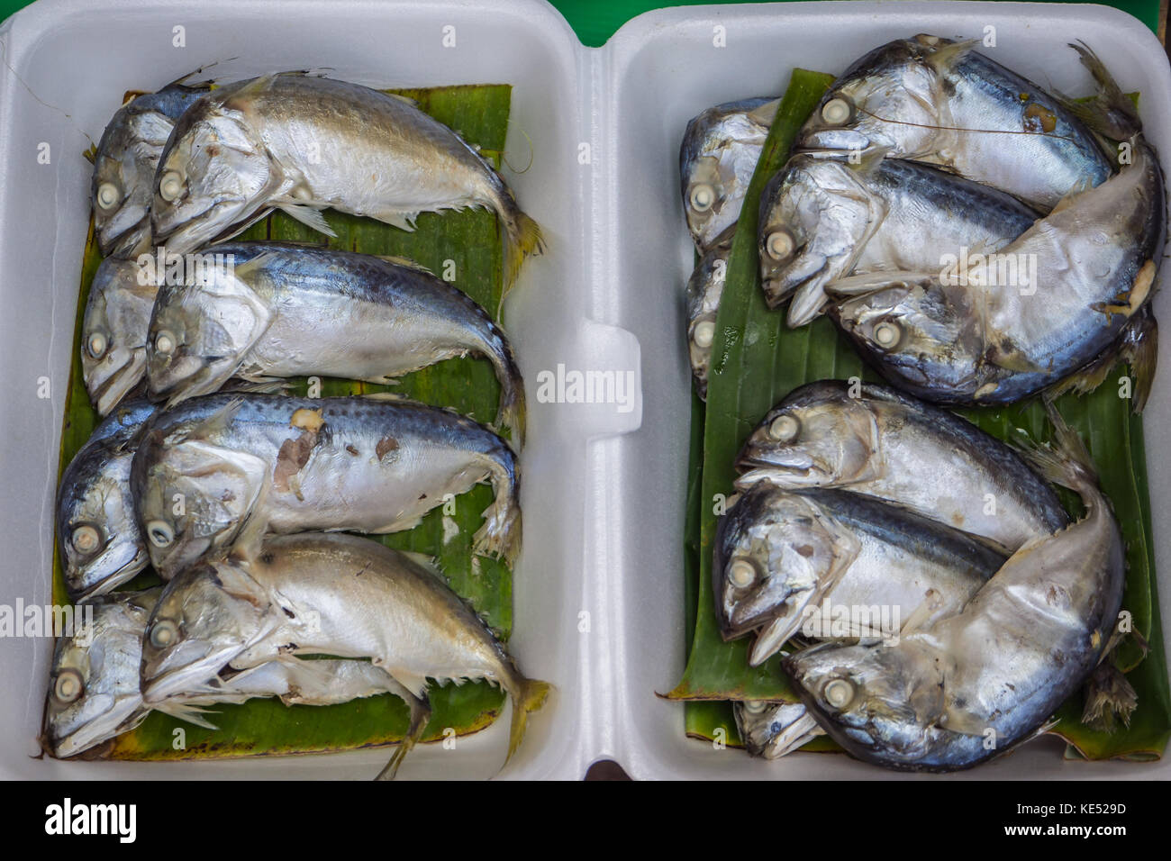 streamed mackerel in white form Stock Photo Alamy