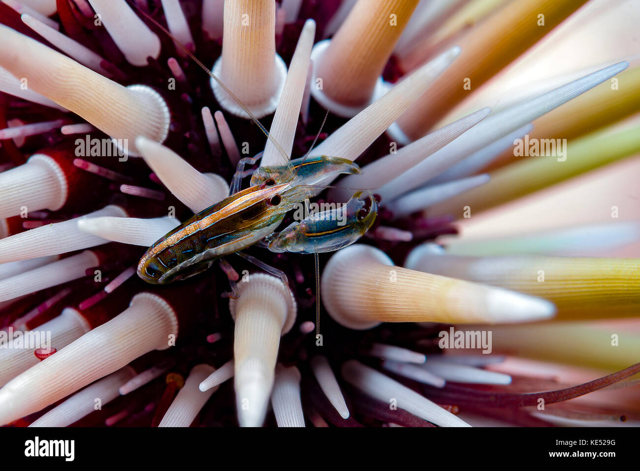 Undescribed urchin shrimp, Romblon, Philippines. Stock Photo