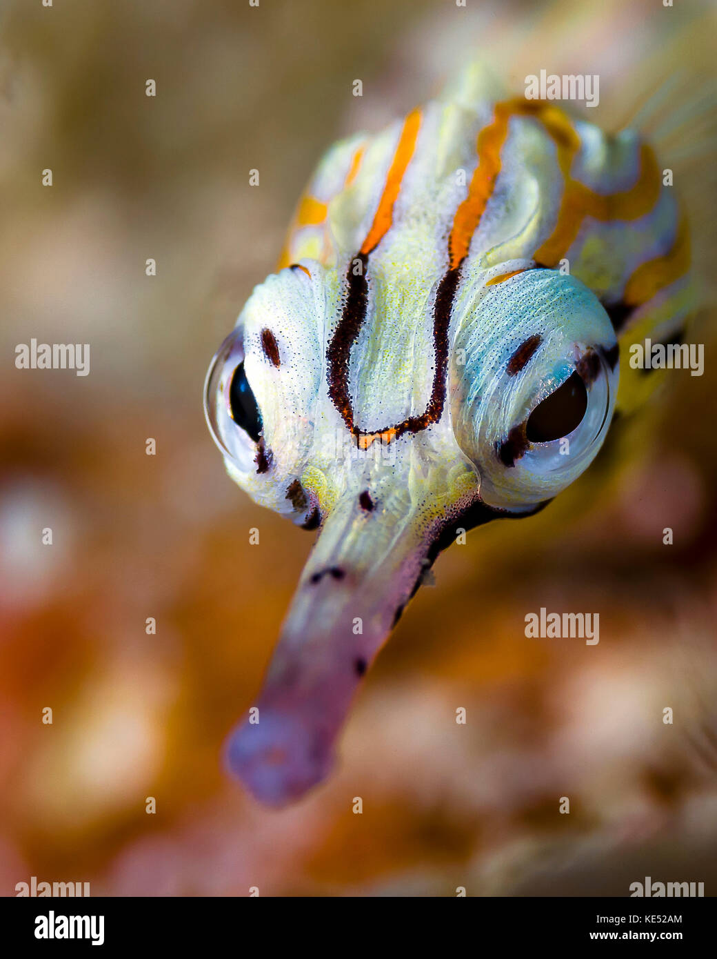 Network pipefish face, Cebu, Philippines. Stock Photo