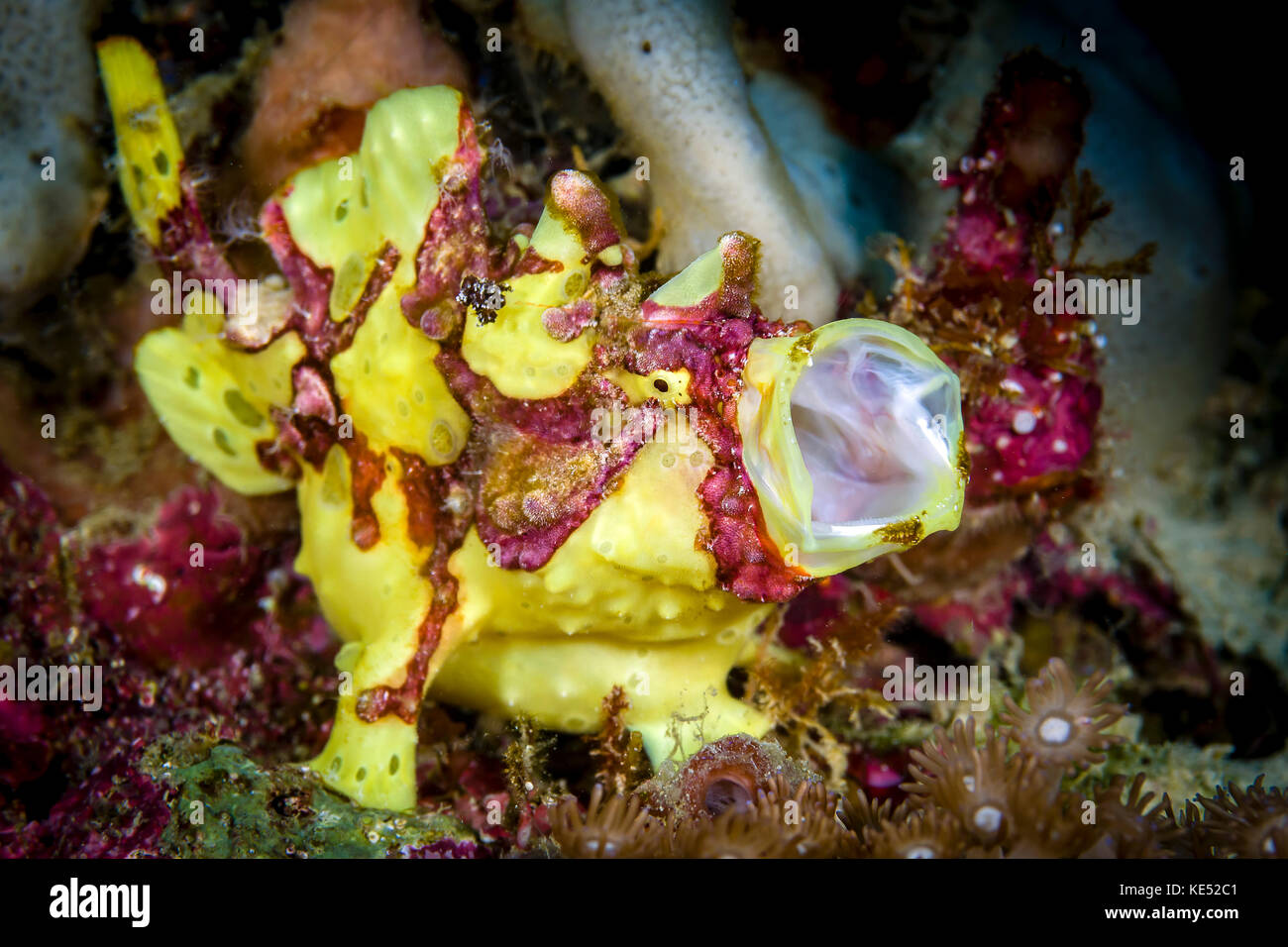 Yellow Warty Frogfish Hi Res Stock Photography And Images Alamy