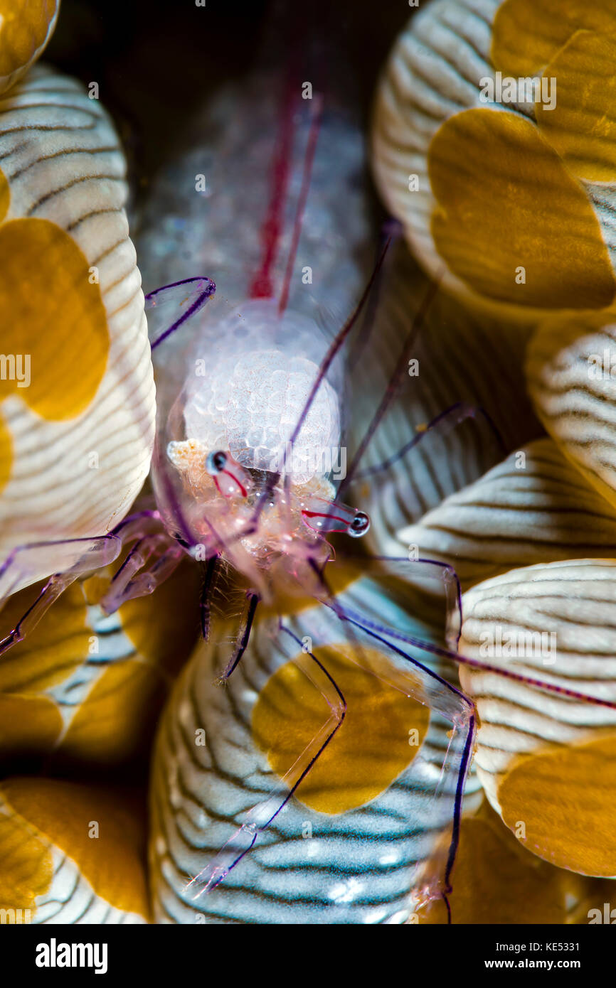 Vir philippinensis shrimp in bubble coral, Bohol Sea, Philippines. Stock Photo