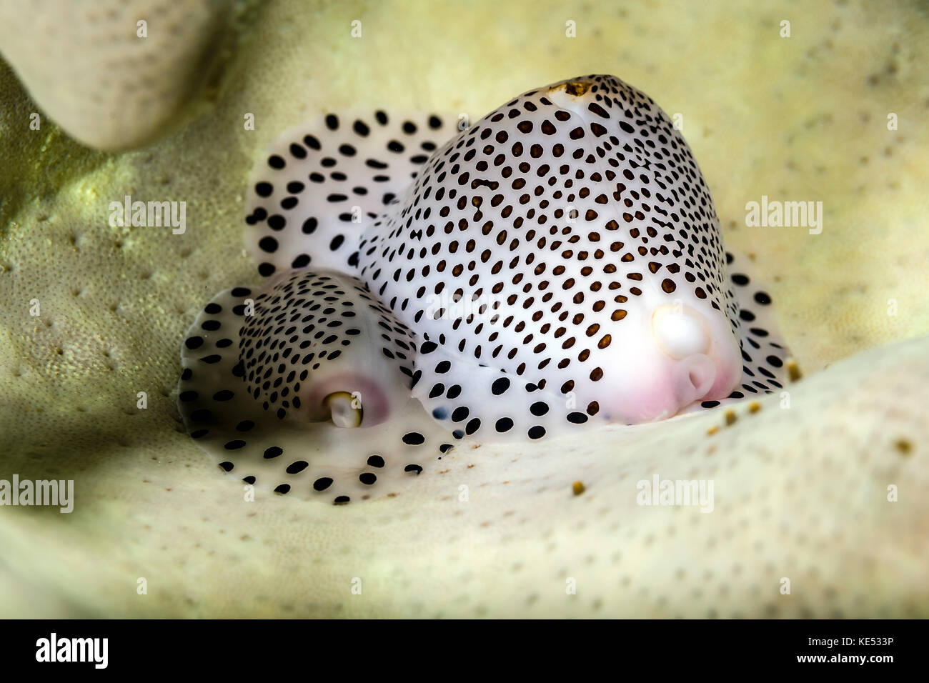 Black-spotted egg cowrie, Bohol Sea, Philippines. Stock Photo