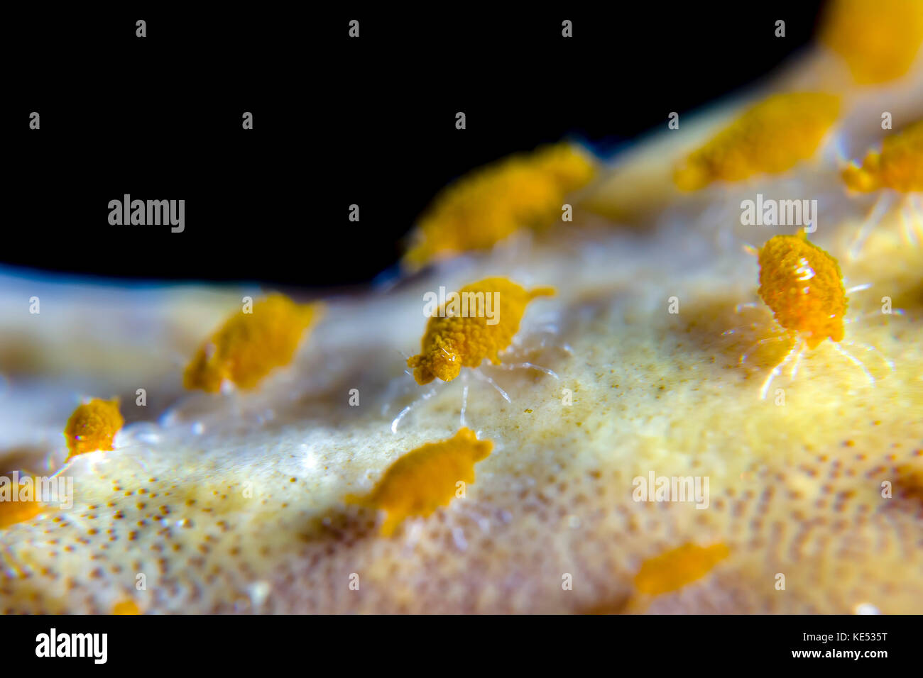 Sponge isopods, Bohol Sea, Philippines. Stock Photo