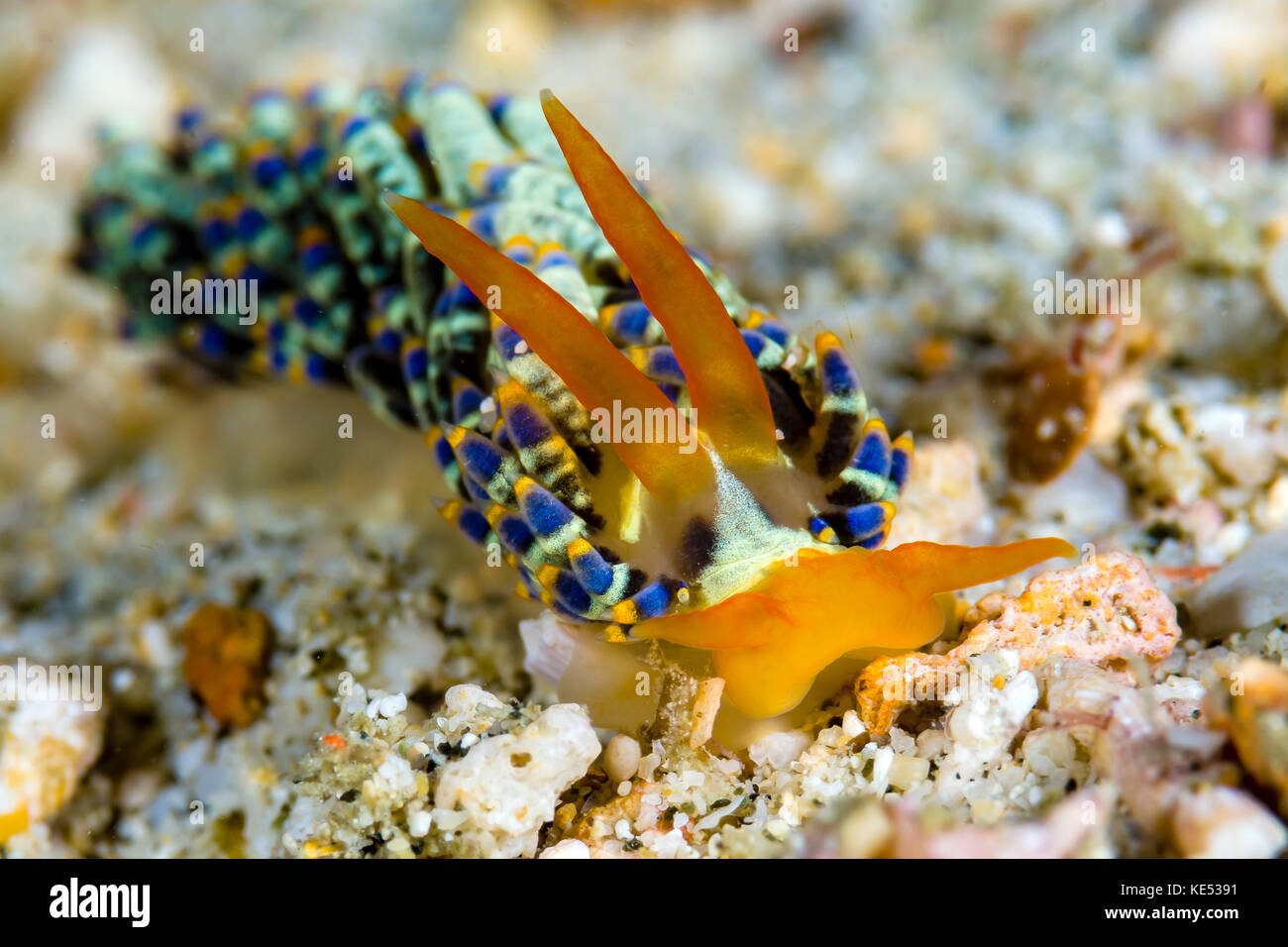 Cuthona nudibranch, Milne Bay, Papua New Guinea. Stock Photo