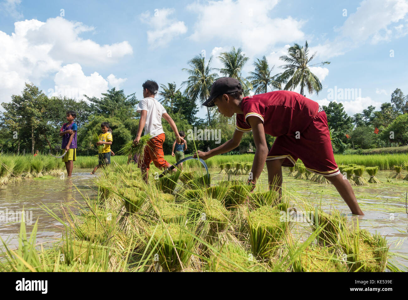 Children at rice cultivation in paddy field hi-res stock photography ...