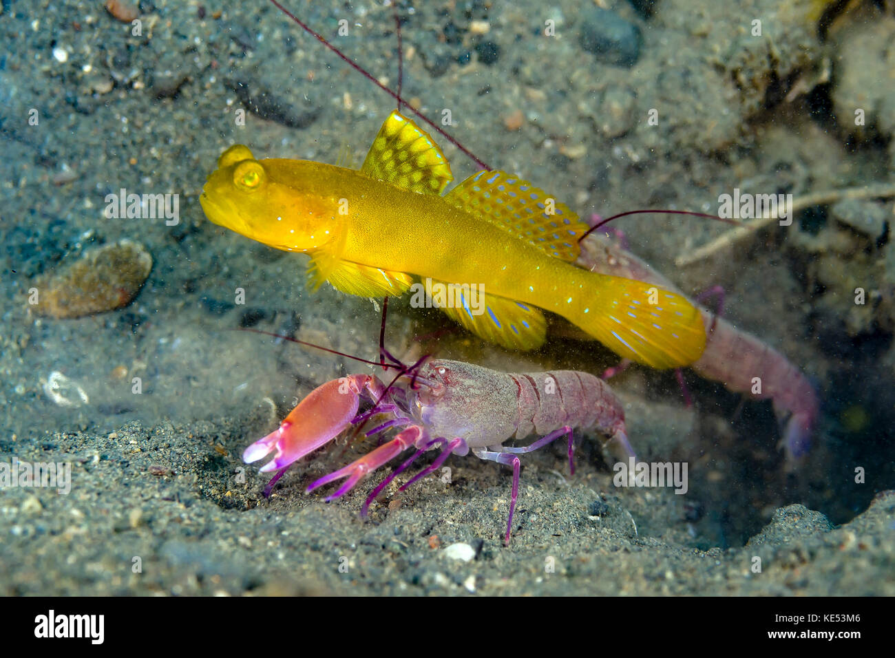 Yellow shrimp goby with a shrimp, Milne Bay, Papua New Guinea. Stock Photo