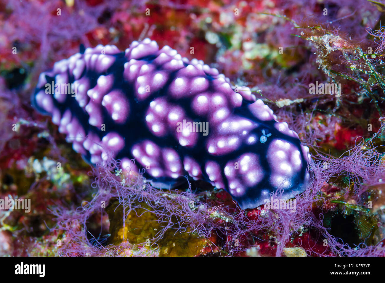 Pimpled Phyllidiella nudibranch with isopod. Stock Photo