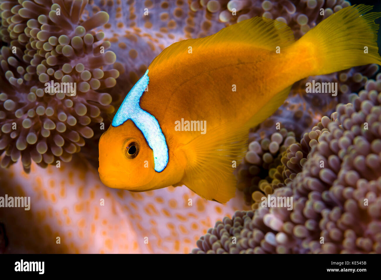 White-bonnet anemonefish variation on a Merten's anemone. Stock Photo