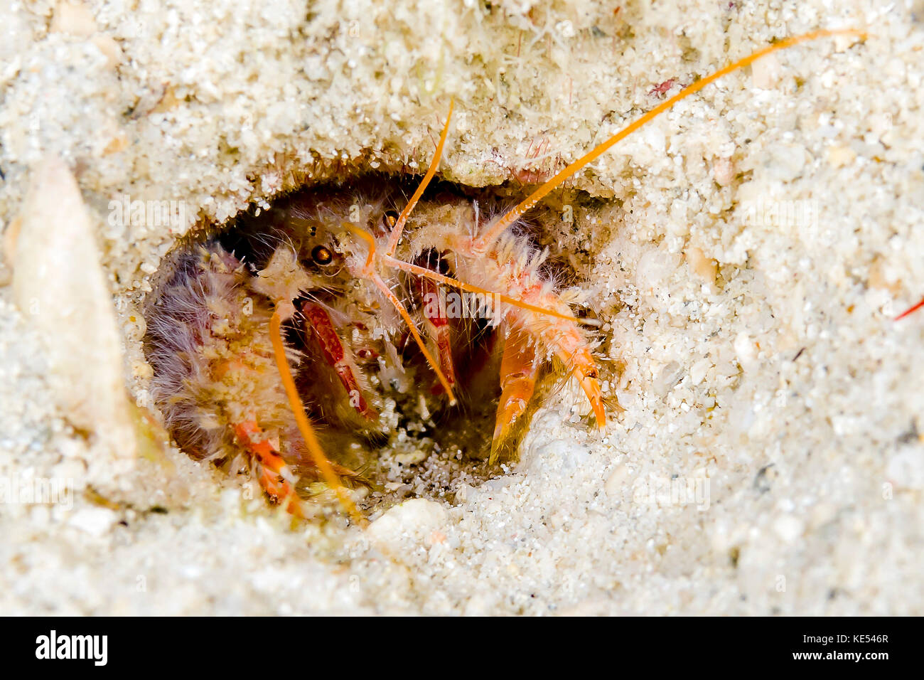 Decorator crab in its burrow, New Ireland, Papua New Guinea. Stock Photo