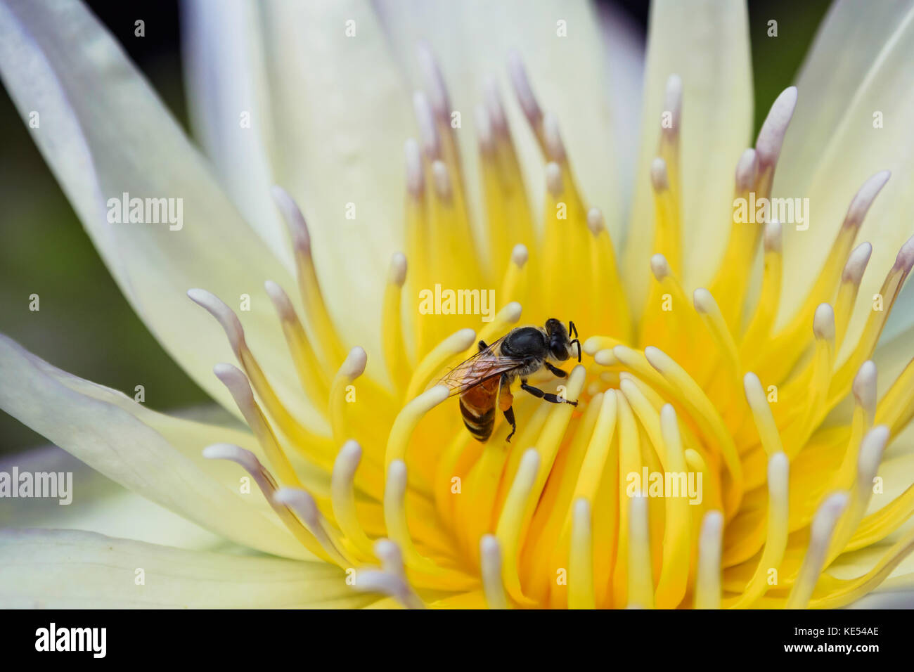 lotus flowers water lily Stock Photo - Alamy