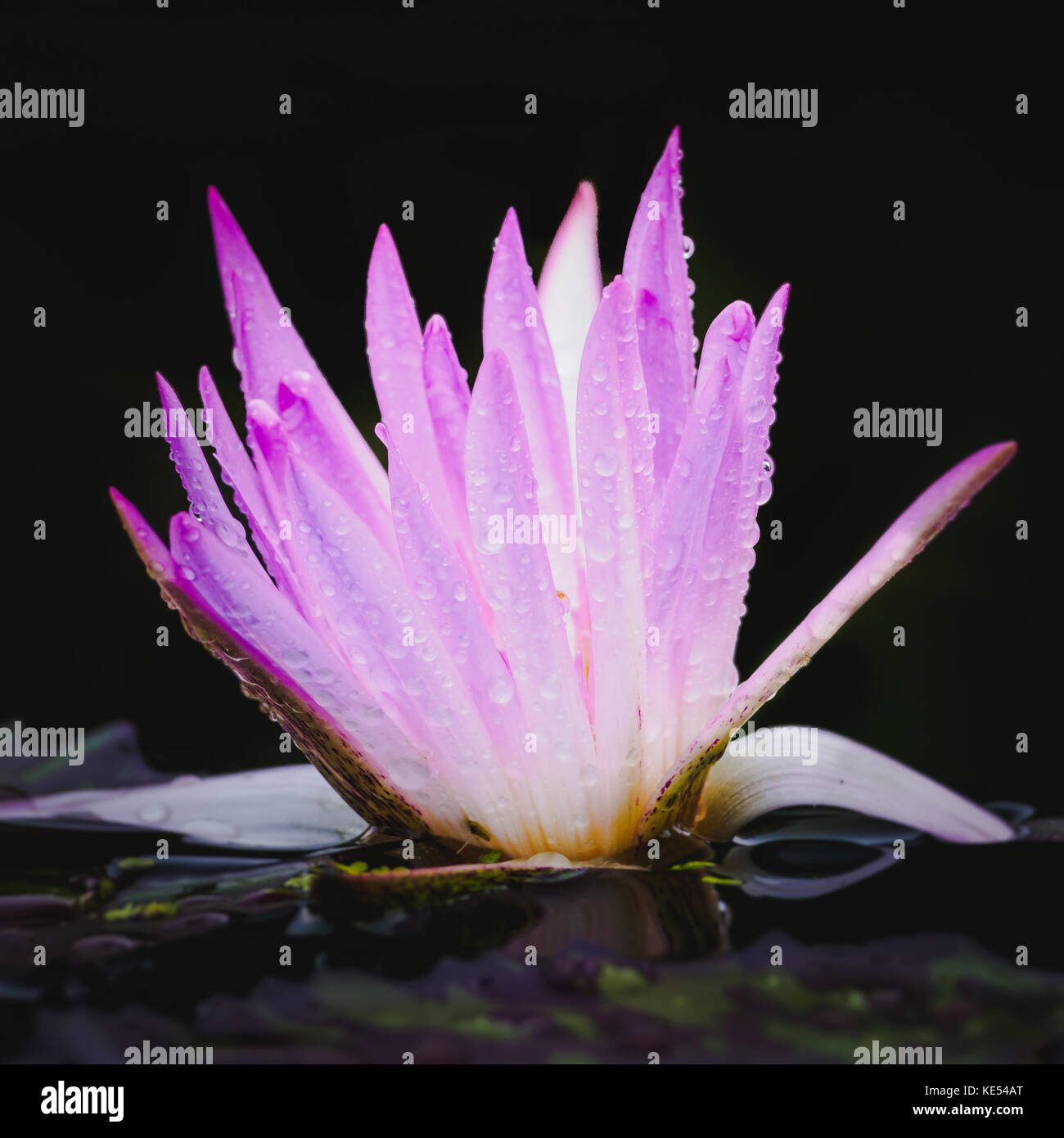 lotus flowers water lily Stock Photo - Alamy