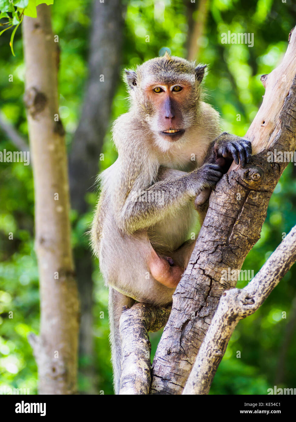 monkey on tree selective focus in nature Stock Photo - Alamy