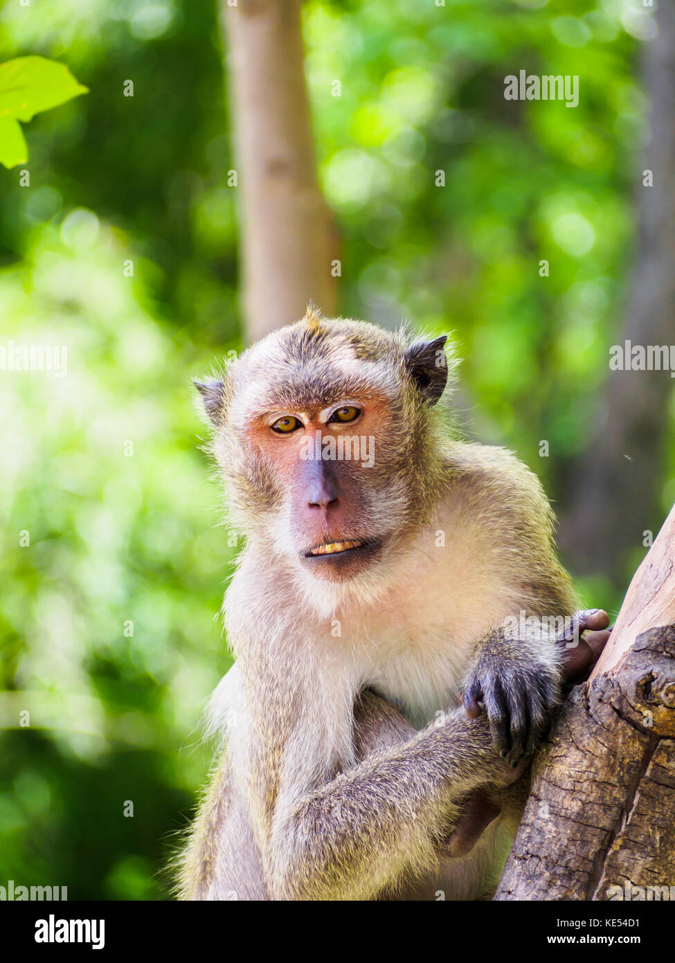 Focus in nature hi-res stock photography and images - Alamy