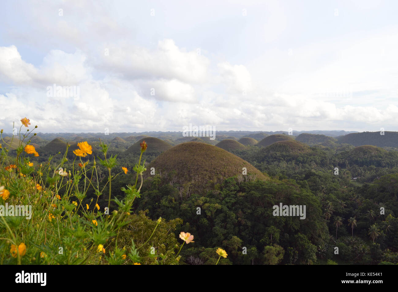 Chocolate Hills. Located in Cebu, the Philippines. What a geological