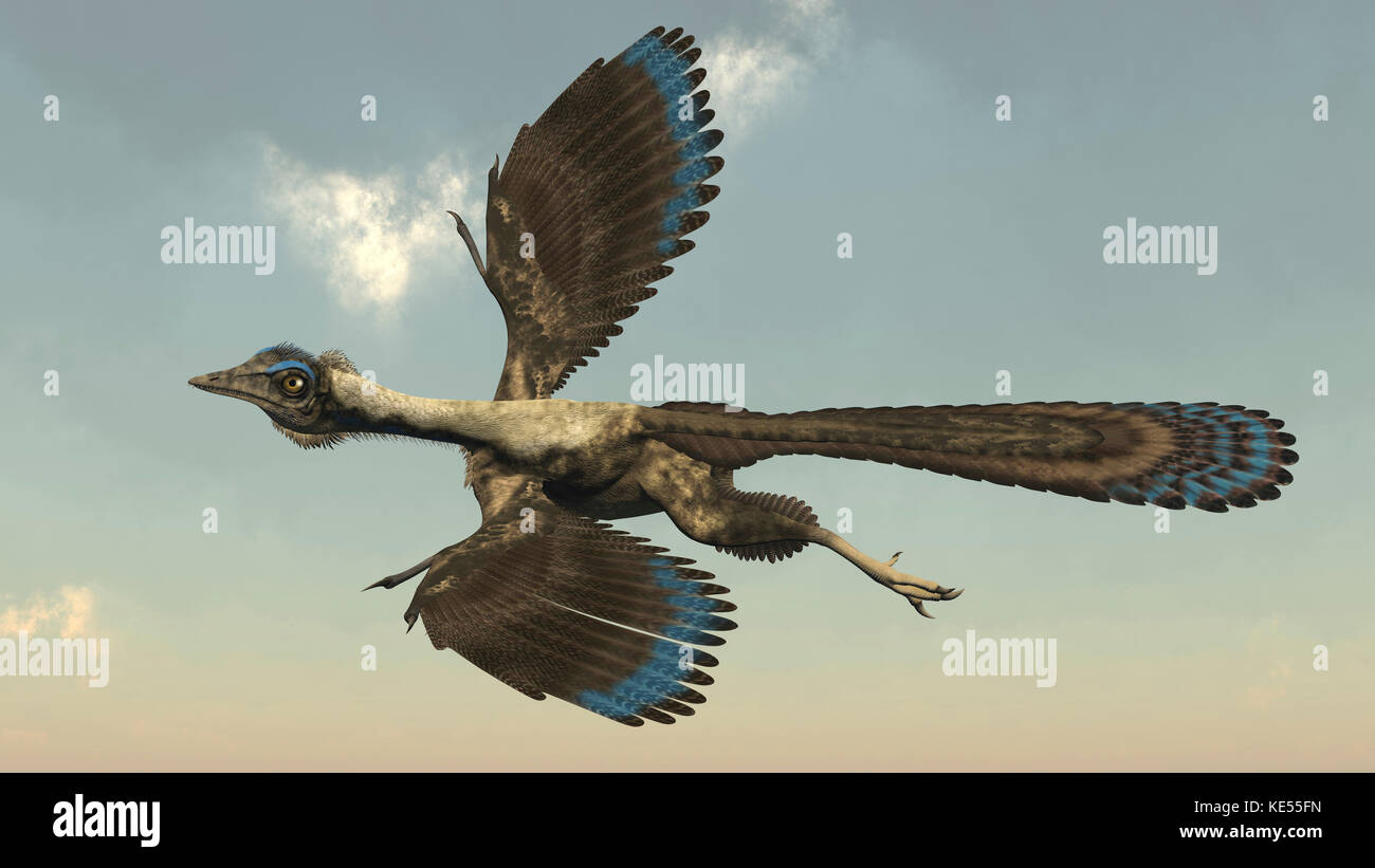 Archaeopteryx bird flying in the sky. Stock Photo