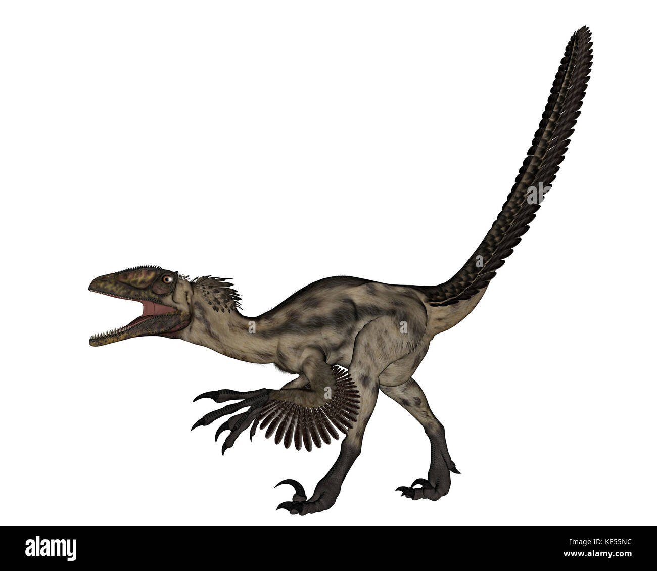 Deinonychus dinosaur, illustration Stock Photo - Alamy