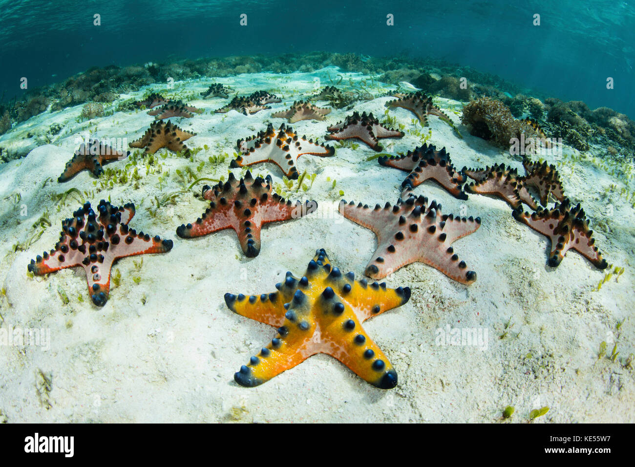 Chocolate Chip Starfish Feeding
