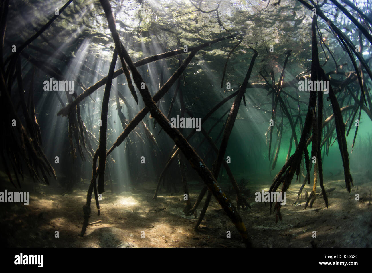 Bright sunbeams filter into the shadows of a mangrove forest in Komodo National Park. Stock Photo