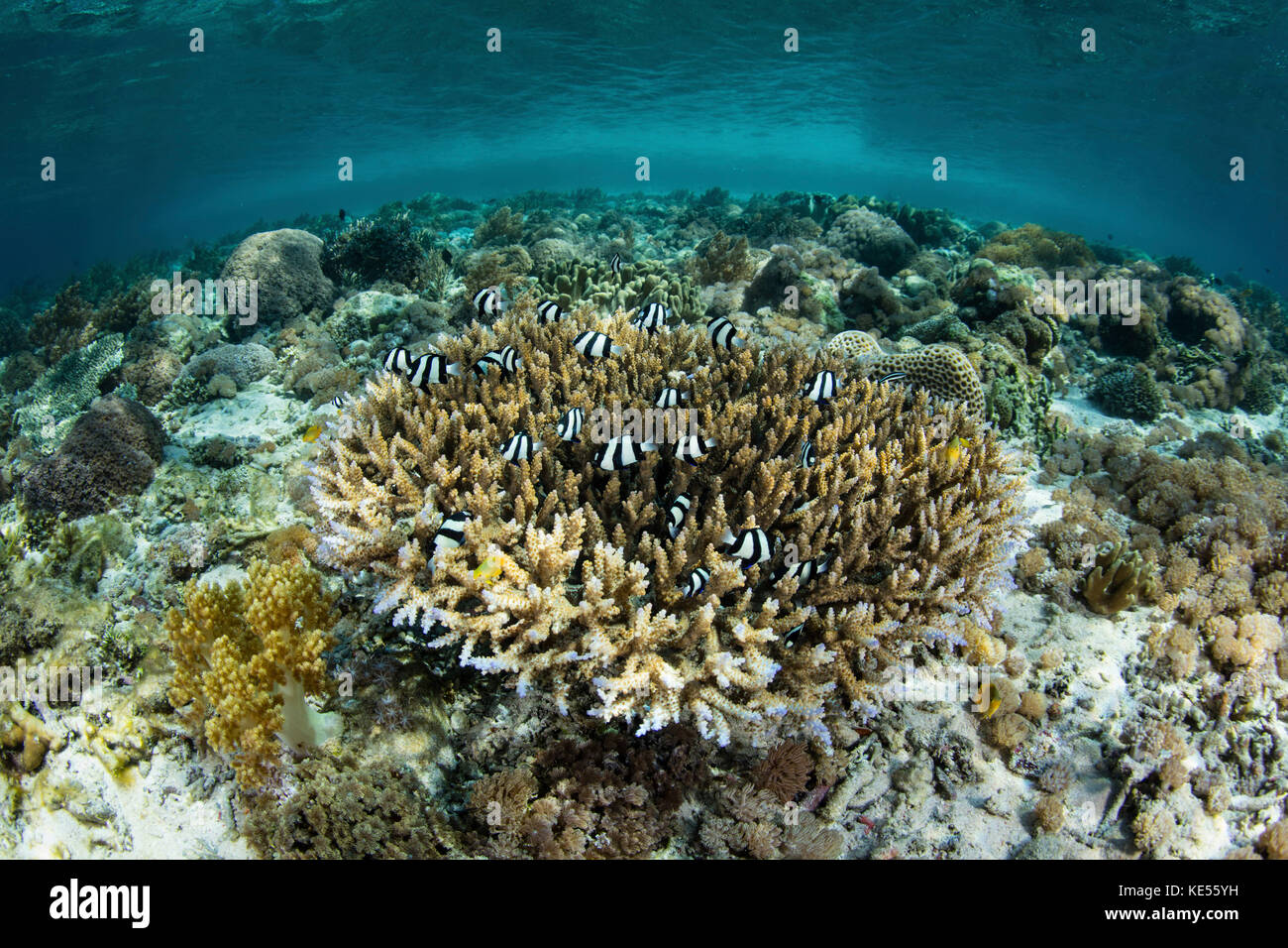 Whitetail damselfish swim over a coral reef growing in Komodo National Park, Indonesia. Stock Photo