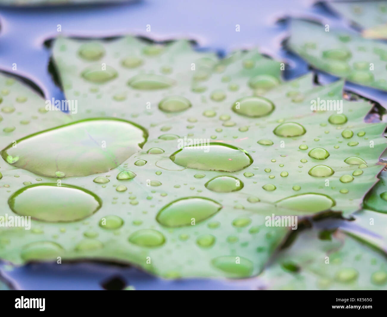 water droplets on lotus leaf Stock Photo - Alamy