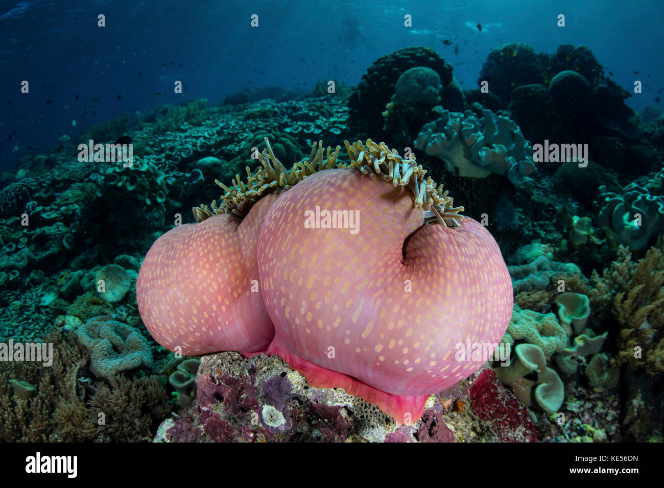A magnificent sea anemone grows on a fragile reef in Komodo National Park. Stock Photo