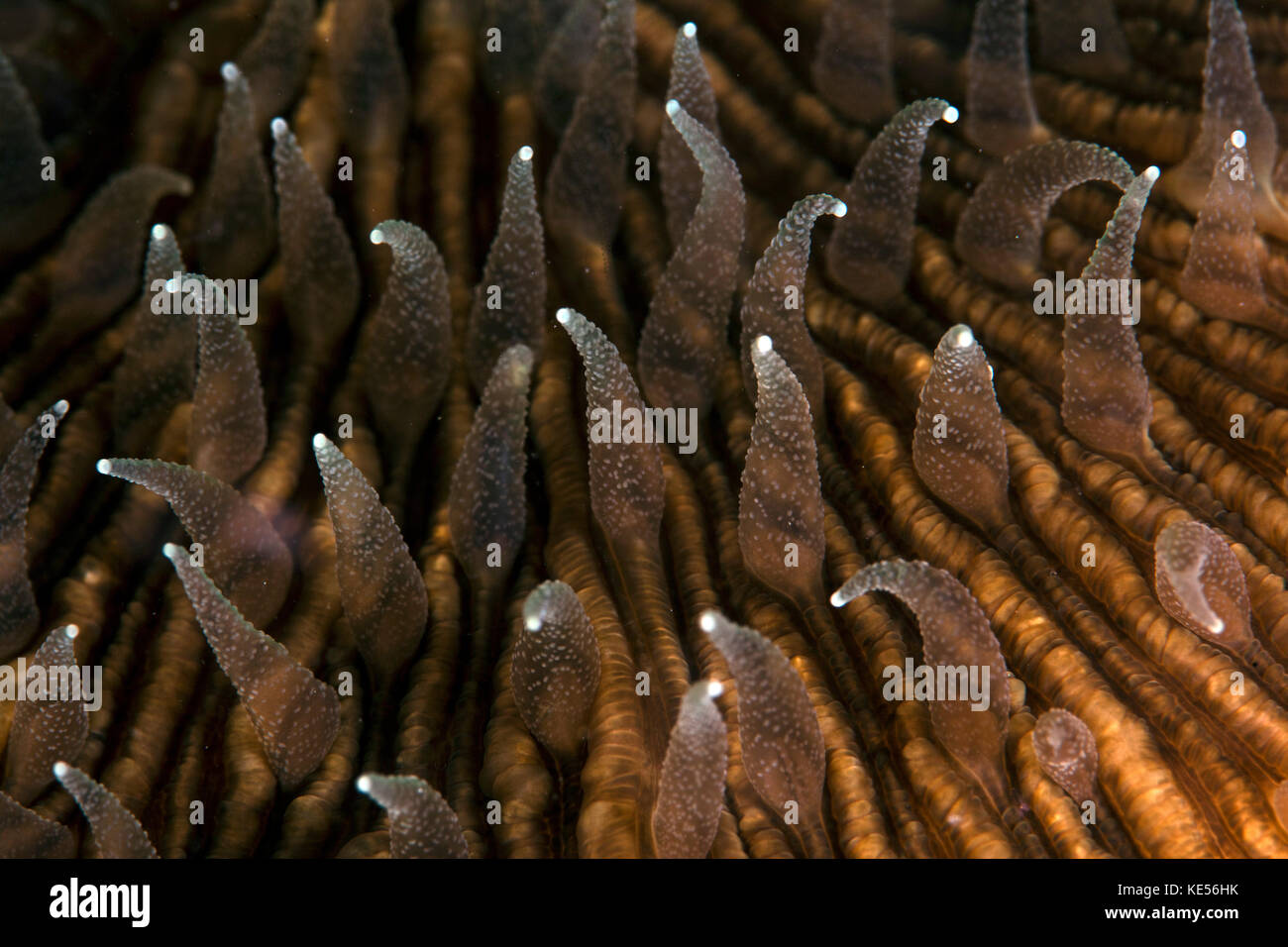 Detail of the beautiful tentacles of a mushroom coral. Stock Photo