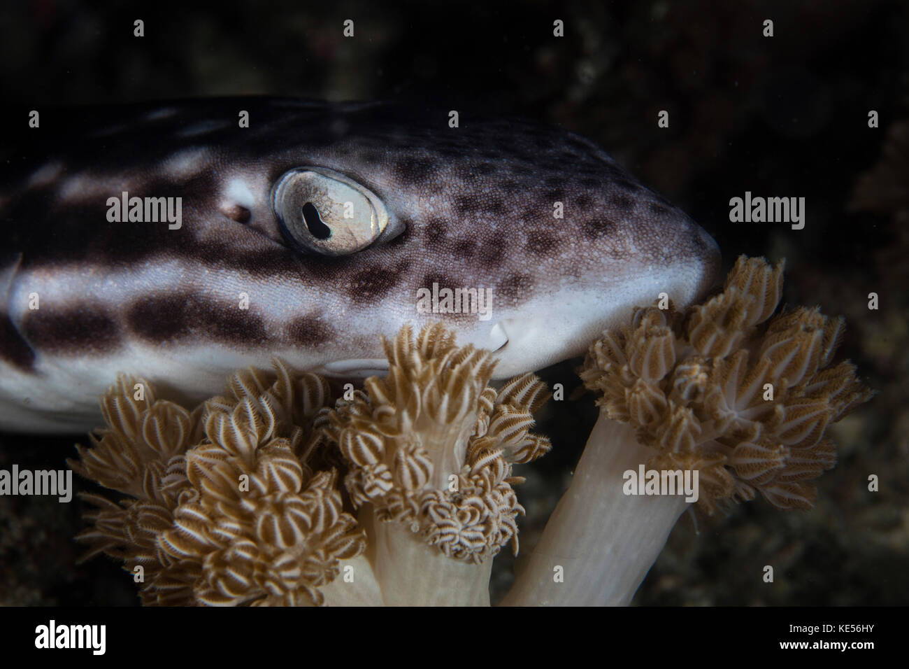 A coral catshark rests on the seafloor in Komodo National Park, Indonesia. Stock Photo