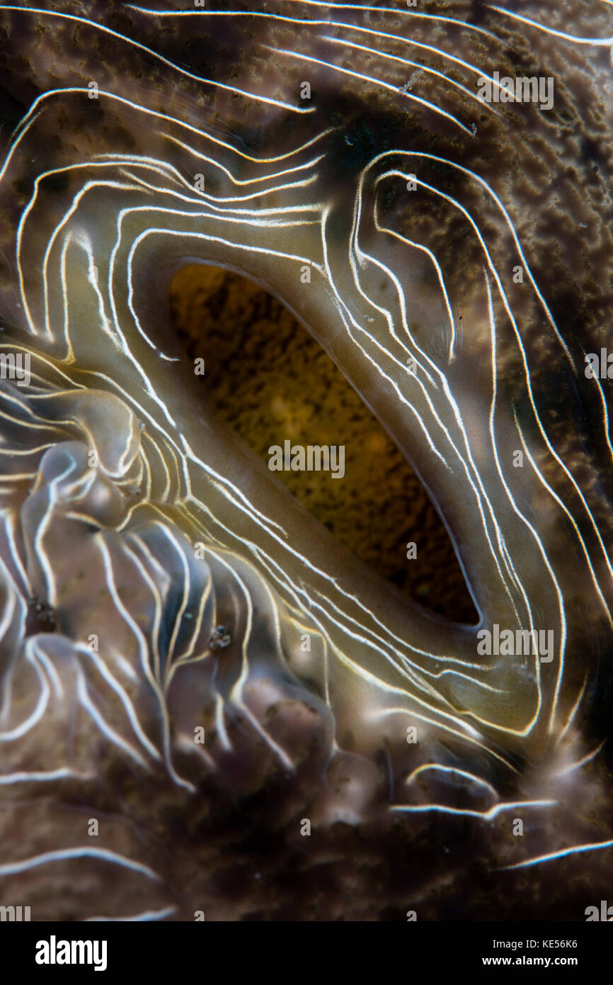 Detail of beautiful mantle of a large clam. Stock Photo