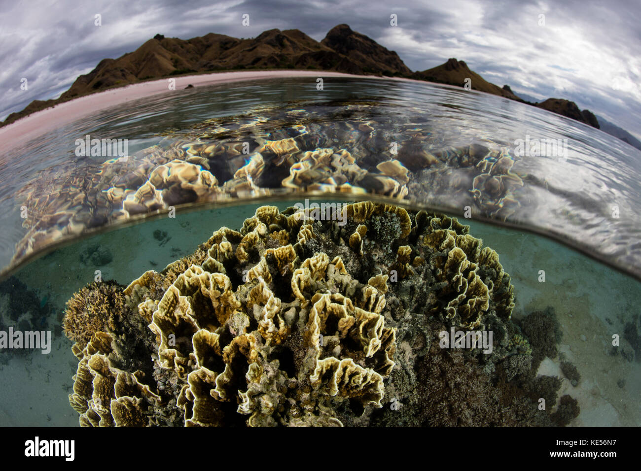 Fire coral grows in the shallows of Komodo National Park, Indonesia. Stock Photo