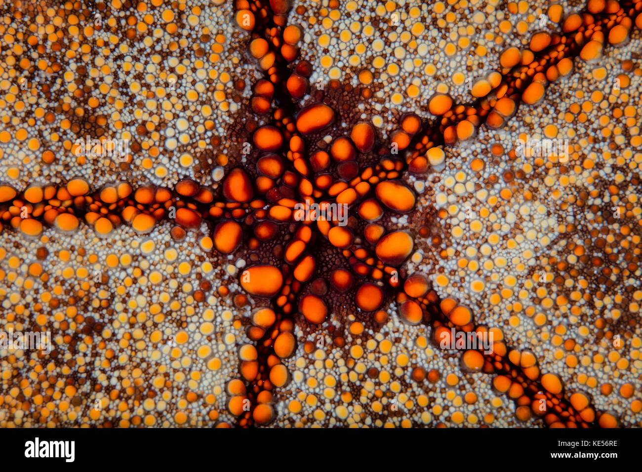 Detail of a pin cushion starfish living on a reef in the Lesser Sunda Islands of Indonesia. Stock Photo